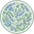 Circular_microbiome_wellness_emb__202608111609-removebg-preview